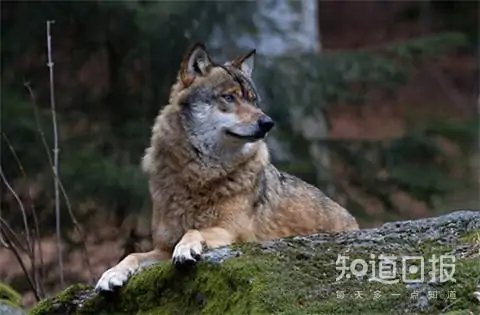 哈士奇和狼的区别在哪里?哈士奇和狼有什么区别啊?-第5张图片-波音达百科