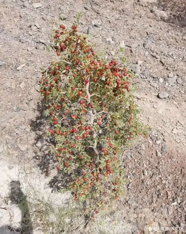 听说药材种植很火爆,药材种植回收靠谱吗?-第8张图片-波音达百科