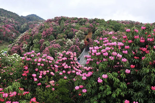 中国百里杜鹃风景名胜区在哪里(百里杜鹃风景名胜区好玩吗)-第1张图片-波音达百科