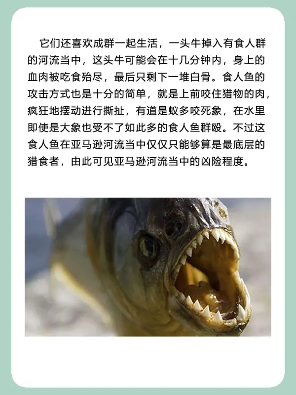 亚马逊河杀手排行榜(亚马逊河的读音是什么?)-第5张图片-波音达手游百科