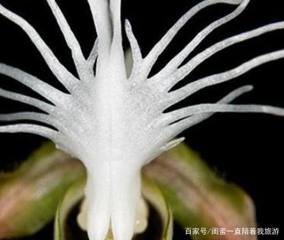 奇花异草的异是什么意思 奇花异草的异是什么-第2张图片-波音达百科