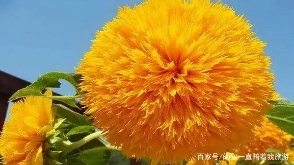 奇花异草的异是什么意思 奇花异草的异是什么-第11张图片-波音达百科