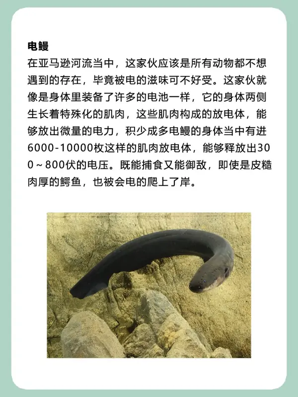 亚马逊河杀手排行榜(亚马逊河的读音是什么?)-第12张图片-波音达手游百科