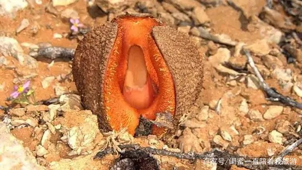 奇花异草的异是什么意思 奇花异草的异是什么-第13张图片-波音达百科