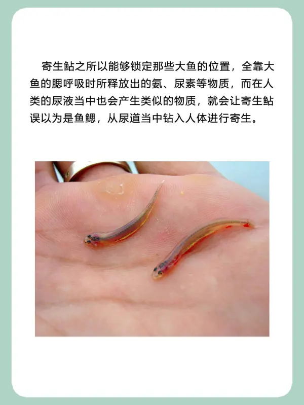 亚马逊河杀手排行榜(亚马逊河的读音是什么?)-第7张图片-波音达手游百科