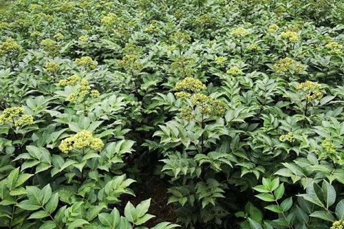 听说药材种植很火爆,药材种植回收靠谱吗?-第6张图片-波音达百科