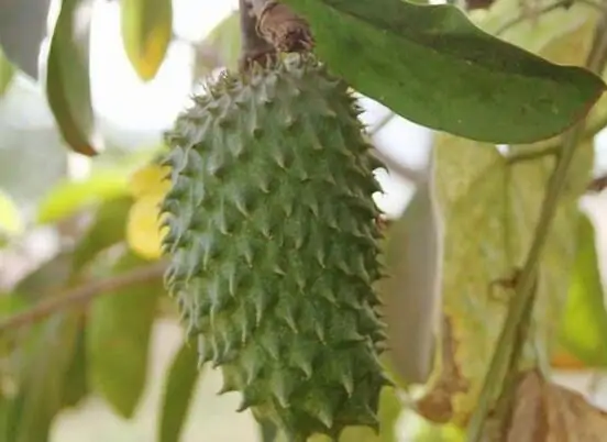 番荔枝该怎么吃(番荔枝怎么吃,番荔枝怎么吃图解,番荔枝的吃法)-第1张图片-波音达百科