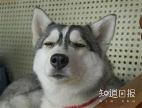 哈士奇和狼的区别在哪里?哈士奇和狼有什么区别啊?-第6张图片-波音达百科
