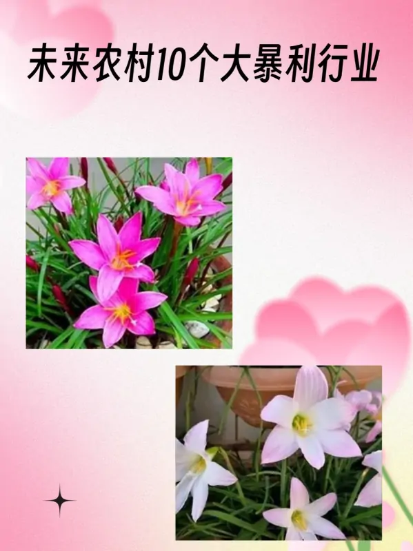 未来农村10个大暴利行业(未来10大暴利行业可能有哪些?)-第1张图片-波音达手游百科