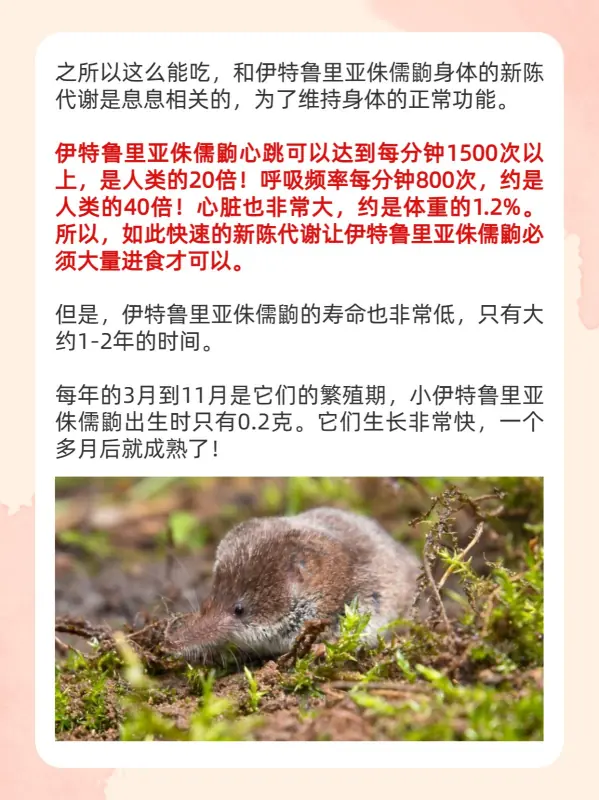 世界上更大的老鼠在哪里?世界上更大的老鼠叫什么东西?-第4张图片-波音达百科