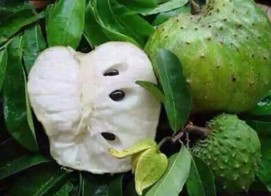 番荔枝该怎么吃(番荔枝怎么吃,番荔枝怎么吃图解,番荔枝的吃法)-第7张图片-波音达百科