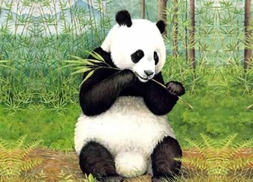 大熊猫吃人图片后果(大熊猫都吃什么)-第1张图片-波音达百科