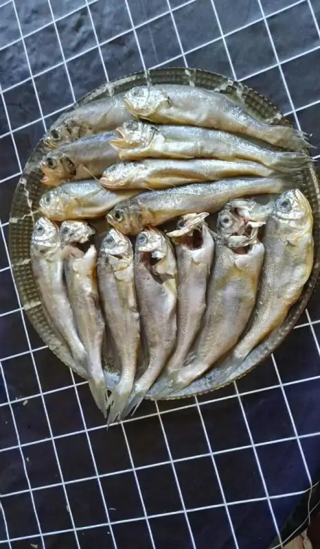 吊带鱼是深海鱼吗(带鱼是深海鱼类吗?)-第14张图片-波音达百科