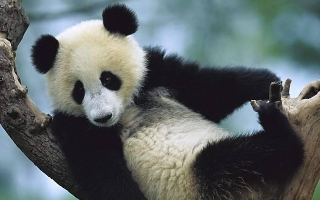 大熊猫吃人图片后果(大熊猫都吃什么)-第3张图片-波音达百科
