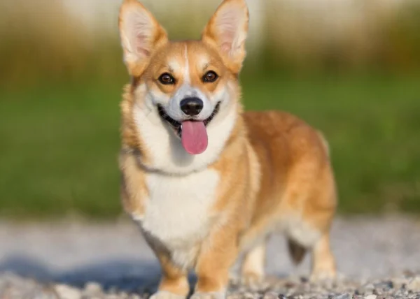 柯基在英国的地位(柯基犬为什么养的人不多?柯基真的是英国皇家养的吗?)-第1张图片-波音达百科