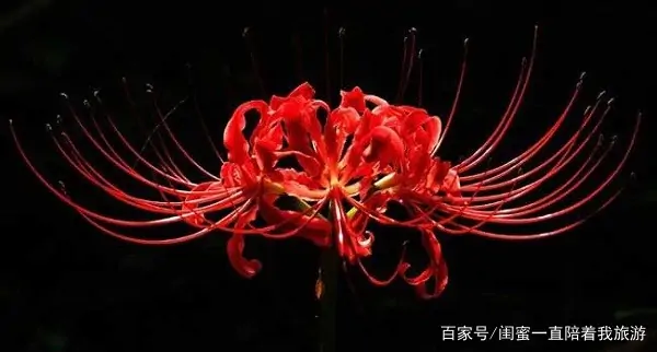 奇花异草的异是什么意思 奇花异草的异是什么-第14张图片-波音达百科