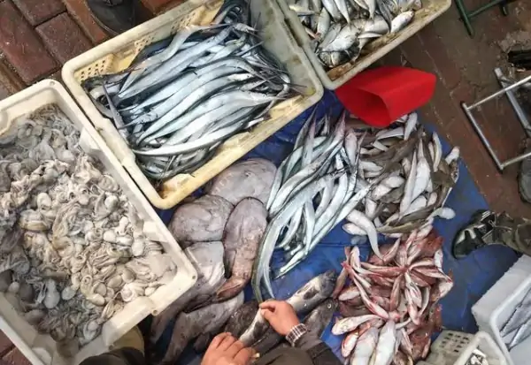 吊带鱼是深海鱼吗(带鱼是深海鱼类吗?)-第18张图片-波音达百科