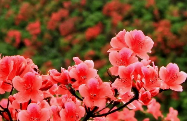 山丹丹开花红艳艳原唱是谁啊?山丹丹开花红艳艳是秦腔吗-第1张图片-波音达百科