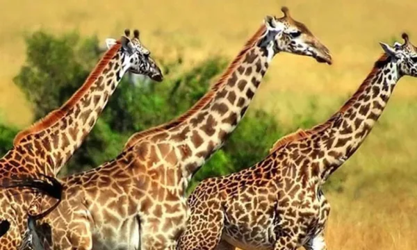 世界动物日是几月几日 关于世界动物日是几月几日-第1张图片-波音达百科