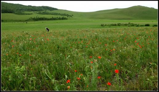 山丹丹开花红艳艳原唱是谁啊?山丹丹开花红艳艳是秦腔吗-第3张图片-波音达百科