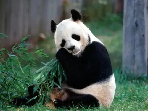 大熊猫吃人图片后果(大熊猫都吃什么)-第7张图片-波音达百科