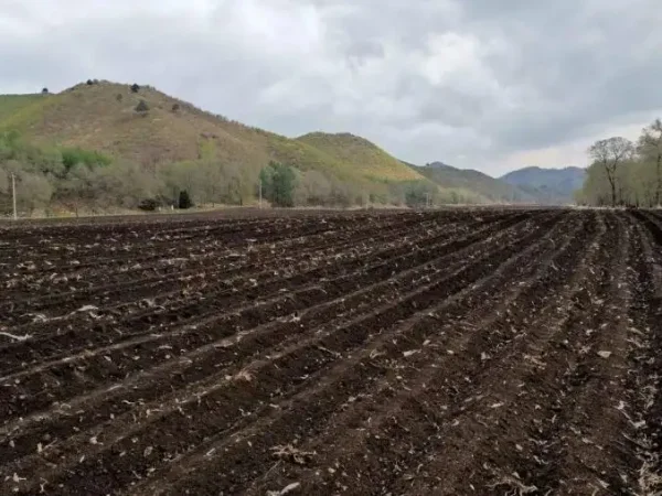 qq农场黑土地全开种什么更赚钱?qq农场黑土地,红土地都种什么更赚钱-第6张图片-波音达手游百科