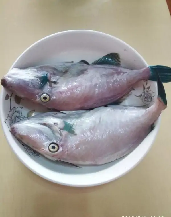 吊带鱼是深海鱼吗(带鱼是深海鱼类吗?)-第15张图片-波音达百科