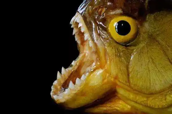 亚马逊河杀手排行榜(亚马逊河的读音是什么?)-第19张图片-波音达手游百科