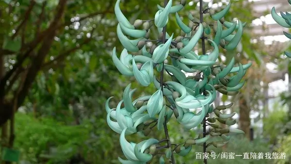 奇花异草的异是什么意思 奇花异草的异是什么-第6张图片-波音达百科