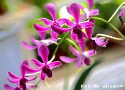 奇花异草的异是什么意思 奇花异草的异是什么-第4张图片-波音达百科