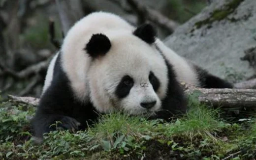 大熊猫吃人图片后果(大熊猫都吃什么)-第16张图片-波音达百科
