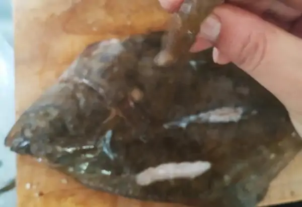 吊带鱼是深海鱼吗(带鱼是深海鱼类吗?)-第11张图片-波音达百科