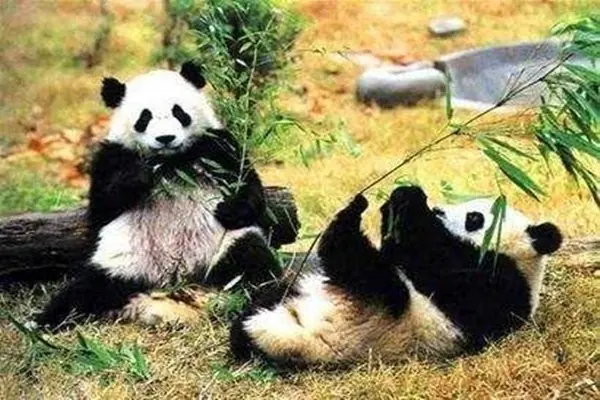 大熊猫吃人图片后果(大熊猫都吃什么)-第10张图片-波音达百科
