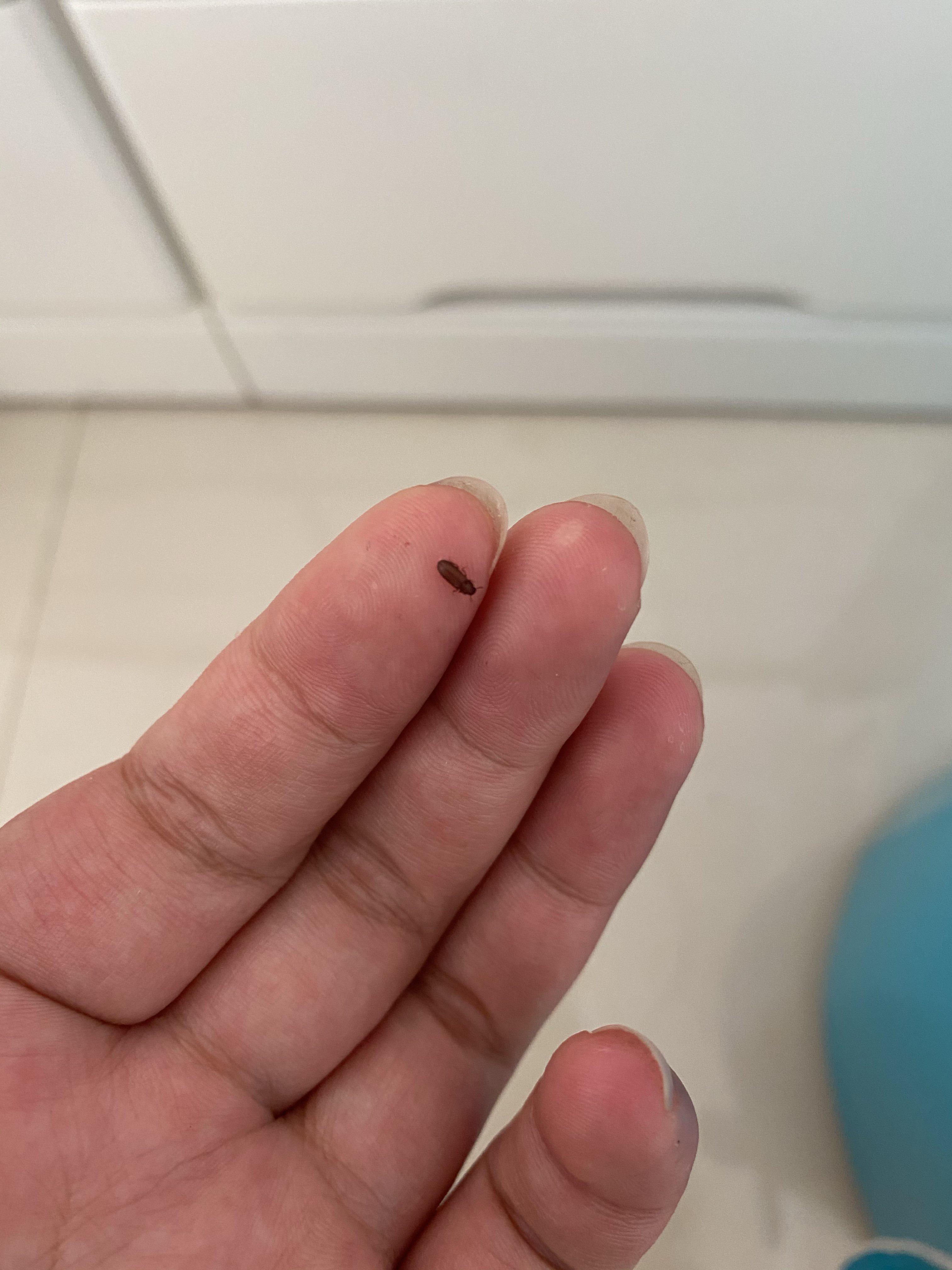 米虫的日子是什么意思(蛀米虫是什么意思)-第2张图片-波音达百科