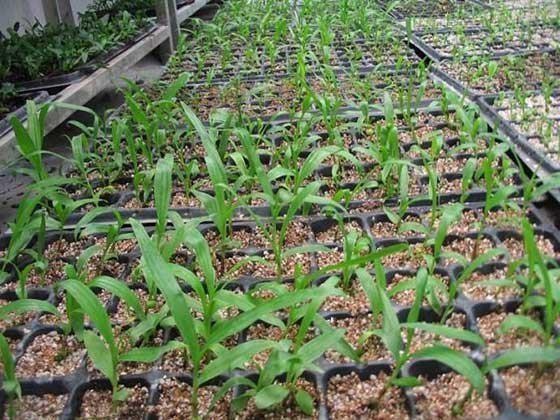 听说药材种植很火爆,药材种植回收靠谱吗?-第3张图片-波音达百科