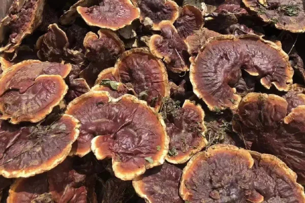 中国燕窝十大排名(中国灵芝十大排名)-第4张图片-波音达百科