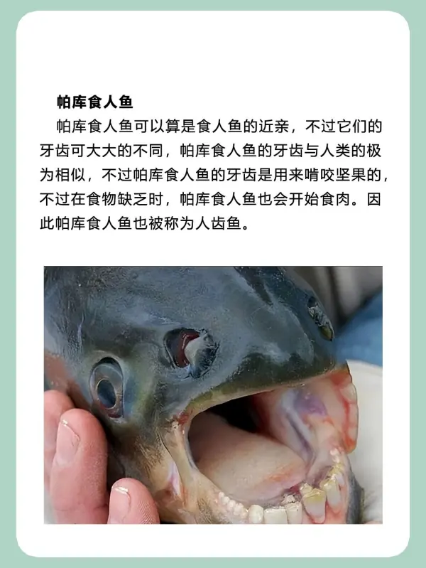 亚马逊河杀手排行榜(亚马逊河的读音是什么?)-第8张图片-波音达手游百科