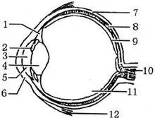 王力宏龙的传人 赏析(王力宏龙的传人RAP歌词 正确的啊)-第1张图片-波音达百科