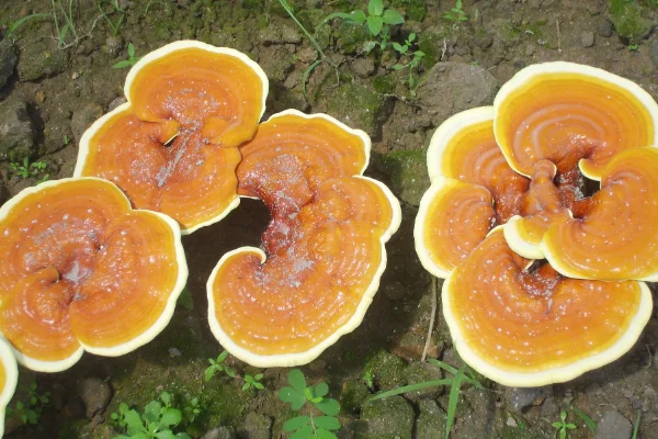 中国燕窝十大排名(中国灵芝十大排名)-第9张图片-波音达百科