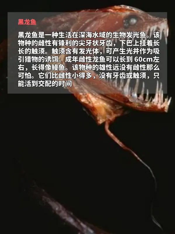 世界上鸟之最都有哪些(世界上最吓人的鸟是什么鸟呢?)-第4张图片-波音达百科