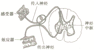 神经调节的基本方式是怎样的?神经调节的基本方式和特点是什么-第1张图片-波音达手游百科