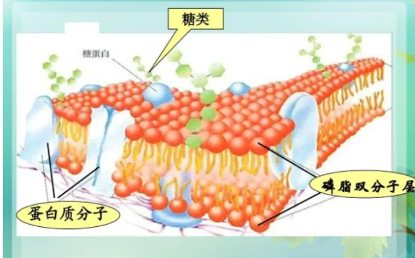 磷脂双分子层是指什么?什么时候填写磷脂双分子层?-第1张图片-波音达手游百科