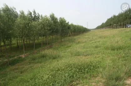 三北防护林有哪些重大作用 三北防护林的作用(三北防护林的作用和意义)-第3张图片-波音达手游百科