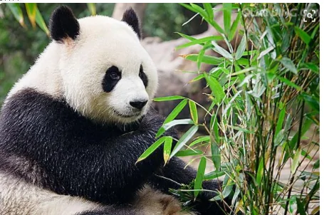 澳大利亚的国旗图片是甚么模样的(澳大利亚的国旗图片是什么样子的)-第4张图片-波音达手游百科