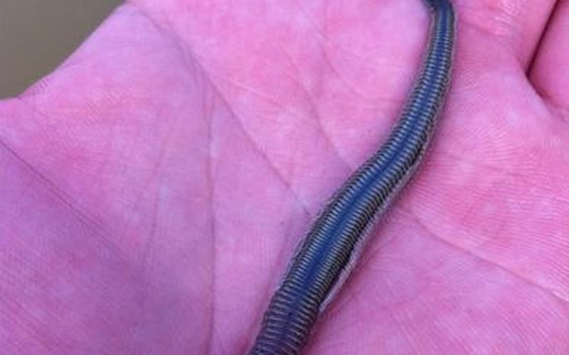 水笕的意思是什么-第1张图片-波音达百科