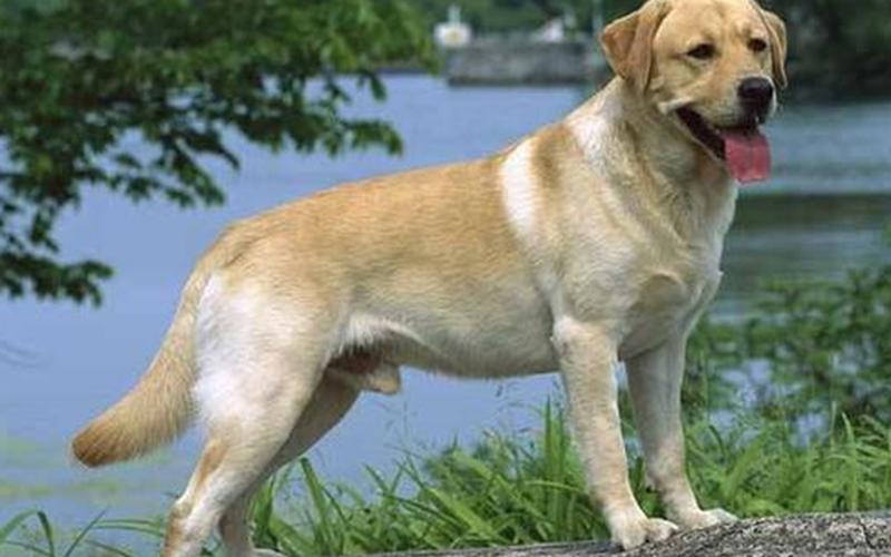 拉布拉多幼犬价格多少钱一只-第1张图片-波音达百科