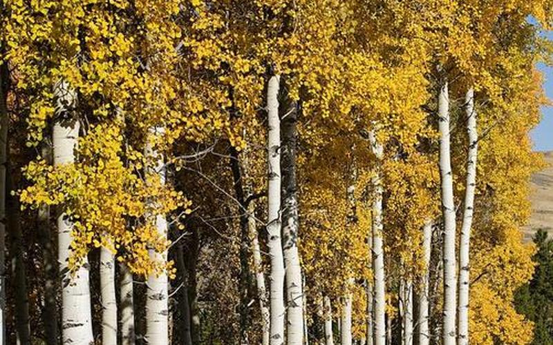 白杨树的三个特点-第1张图片-波音达百科
