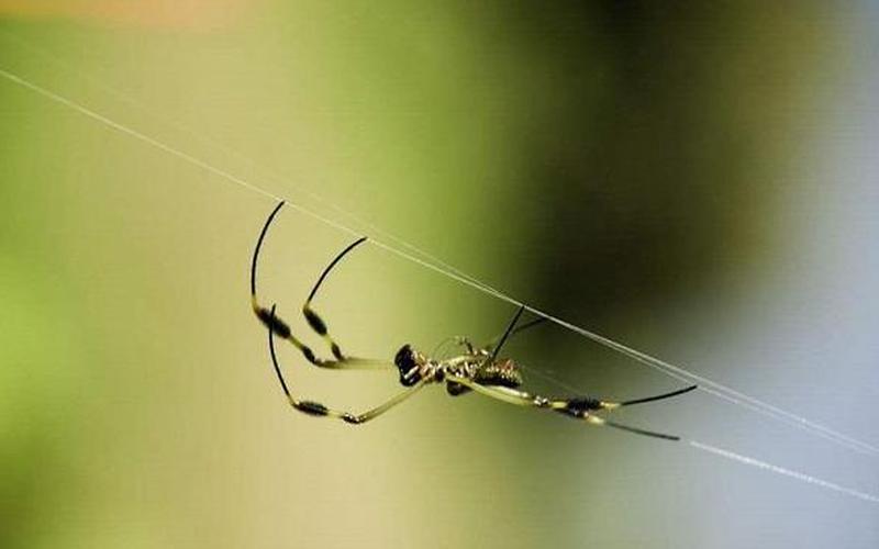 蜘蛛丝是从哪里吐出来的-第1张图片-波音达百科