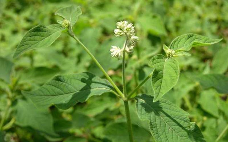 牛膝的功效与作用及食用 *** -第1张图片-波音达百科