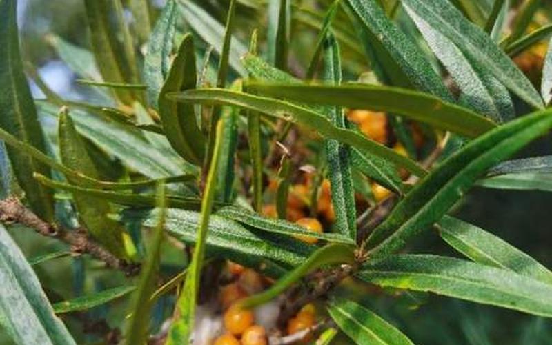 沙棘又叫什么名字-第1张图片-波音达百科